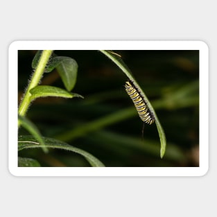 Monarch Caterpillar Sticker